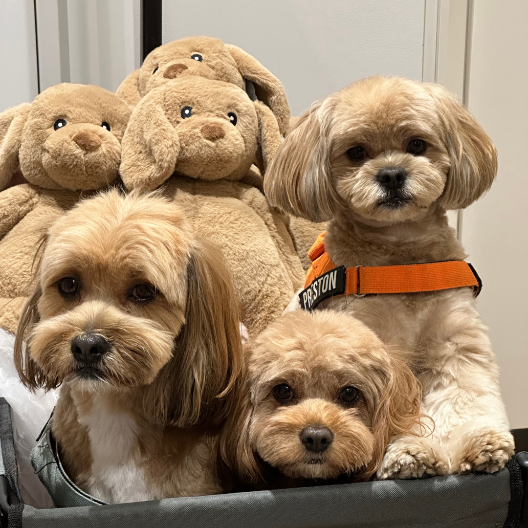 Sensory-Seeking vs. Sensory-Avoiding and How Weighted Stuffed Animals can Help Both