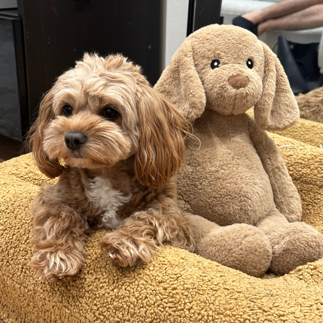 How Weighted Stuffed Animals Empower Kids with Sensory Processing Disorder