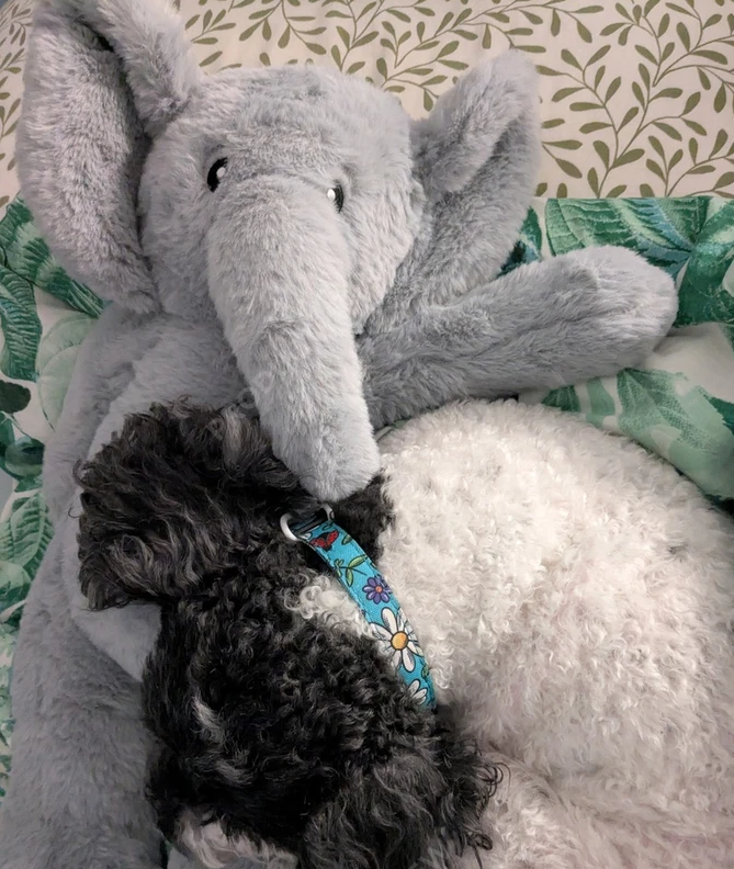 A small black curly-haired dog wearing a blue floral collar rests against a large gray plush elephant toy on a green and white leaf-patterned blanket.